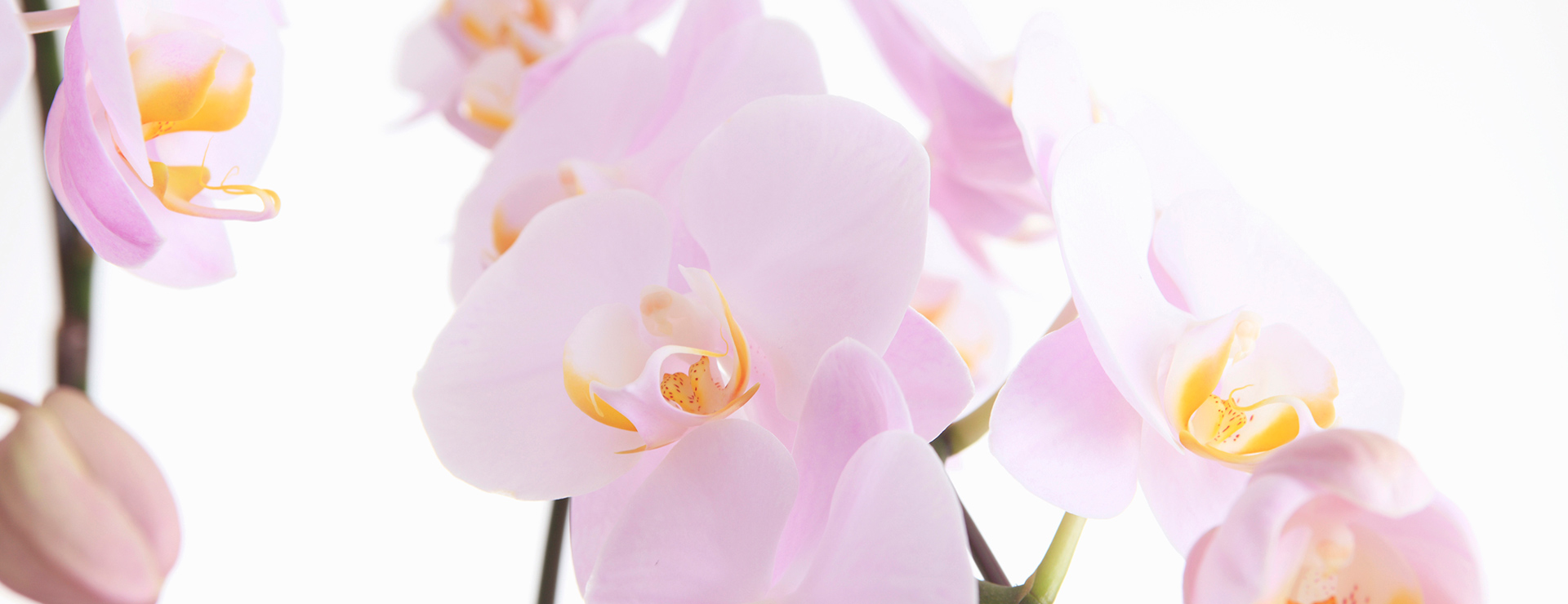 高レディースクリニック